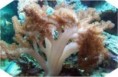 /album/koraly/alcyonium-jpg/