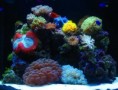 /album/inspiracie/akvarium14-jpg/