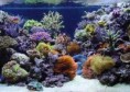 /album/inspiracie/akvarium17-jpg/